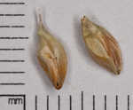 Cherokee sedge